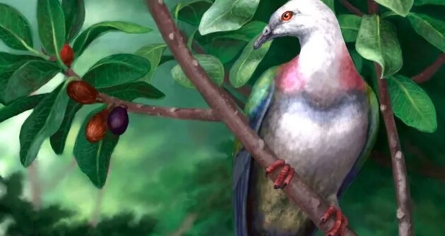 Ученые нашли останки гигантского голубя