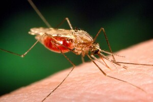 В Одеській області молодик помер від малярії