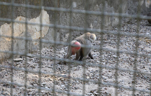 Из одесского зоопарка сбежали три павиана: их ловили спасатели и полиция