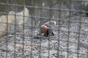 Из одесского зоопарка сбежали три павиана: их ловили спасатели и полиция