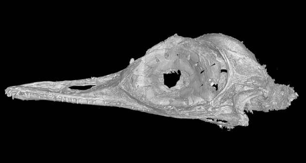Можливо, знайдений череп належав ящірці