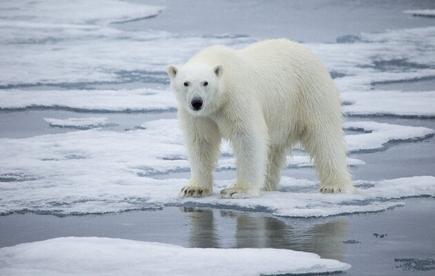 На архіпелазі Шпіцберген встановилася аномальна спека