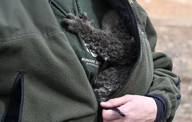 В австралийских пожарах пострадало три миллиарда животных
