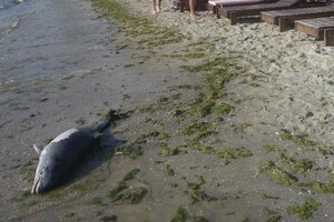 Біля затонулого танкера Delfi в Одесі знайшли загиблого дельфіна