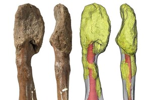 Динозавры болели раком: ученые нашли доказательства злокачественной остеосаркомы у древнего ящера