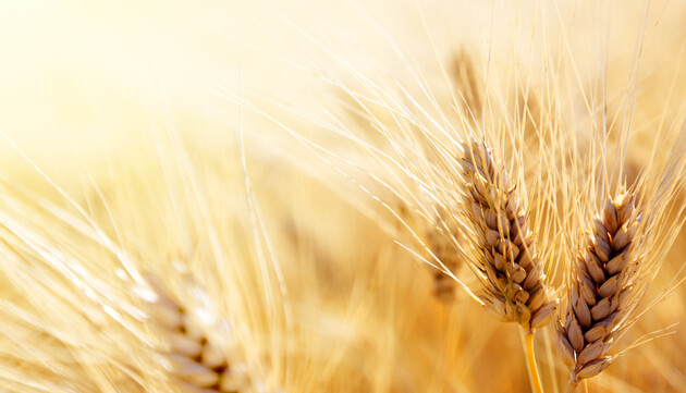 В Минэкономики прогнозируют падение экспорта пшеницы 