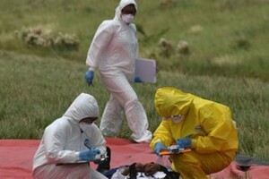 В Монголии зафиксирован новый летальный случай бубонной чумы