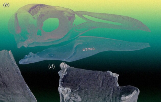 Пінгвін жив у Новій Зеландії три мільйони років тому
