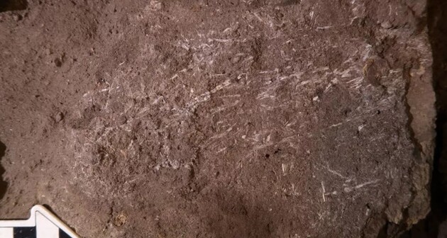 Люди робили "ліжка" з соломи ще 200 тисяч років тому