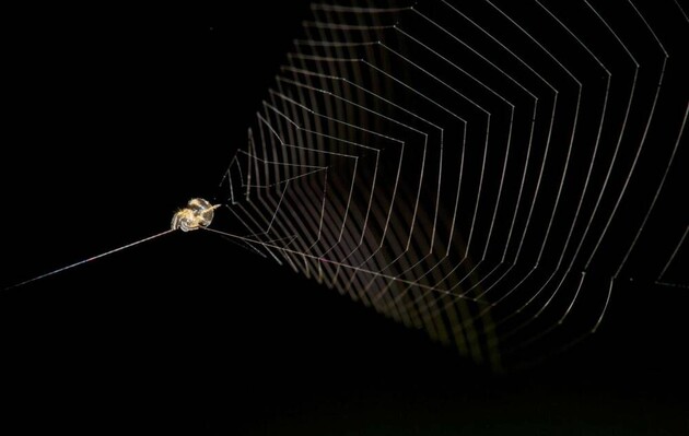 Ученые измерили скорость броска пауков