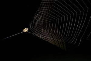 Ученые измерили скорость броска пауков