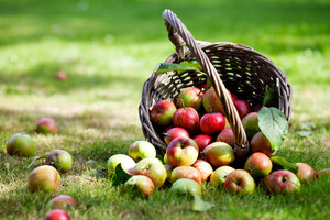 Яблучний Спас: прикмети і заборони свята 
