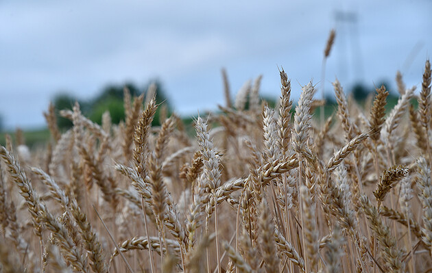 Мінекономіки знизило свій прогноз урожаю зернових на поточний рік 