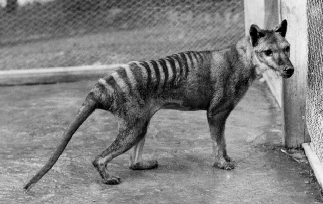 Тасманійські вовки виявилися набагато меншими, ніж вважалося раніше