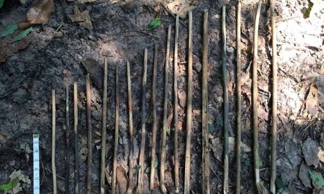 Вчені вважають, що перші знаряддя праці давніх людей були зроблені з рослин