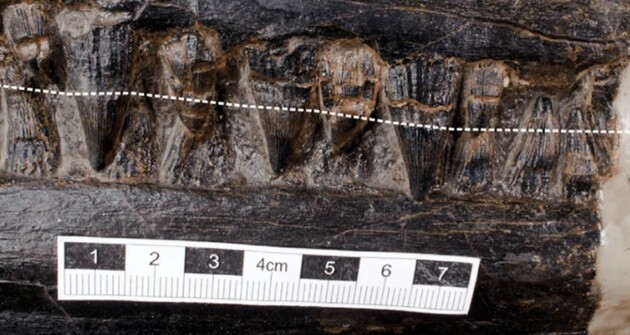 У шлунку стародавнього іхтіозавра знайшли останки іншого хижака
