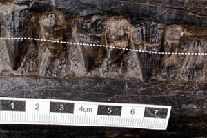 Ученые нашли в желудке древнего хищника останки другого гиганта