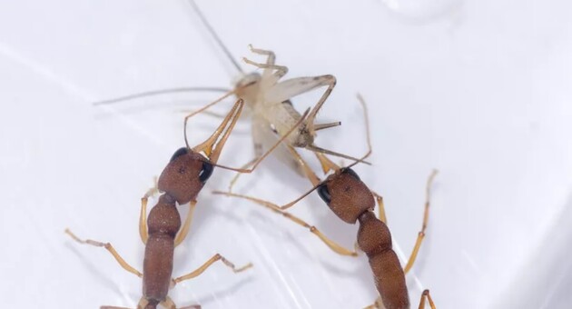 Ученые обнаружили «карьерные возможности» у муравьев