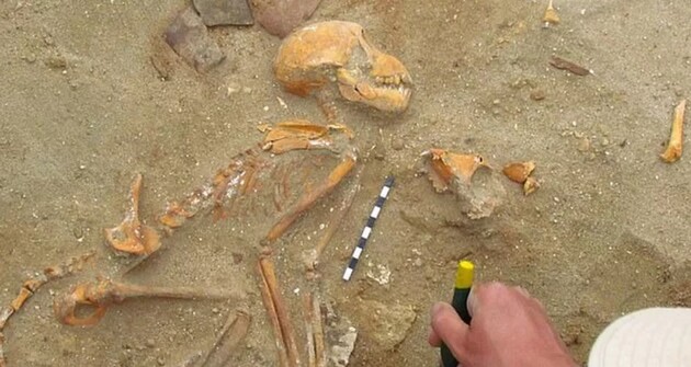 Археологи нашли в Египте кладбище необычных домашних животных
