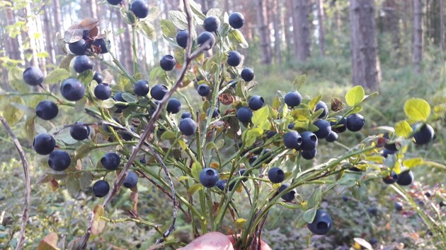Финляндия закрыла въезд для украинских сборщиков ягод из-за коронавируса