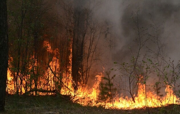 Рада хочет усилить административную ответственность за сжигание сухой растительности 