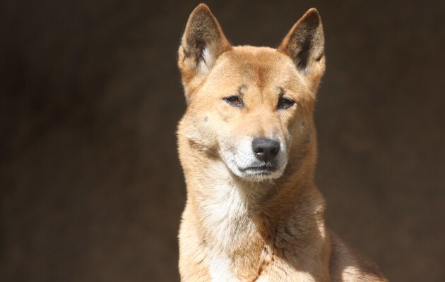 В дикой природе нашли предков поющих собак