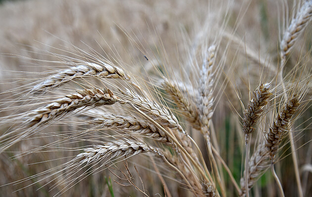 Нацбанк не змінив прогноз по врожаю зернових 