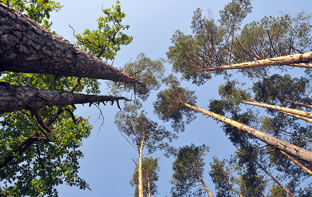 Вчені придумали спосіб використовувати дерева для пошуку тіл зниклих в лісі людей 