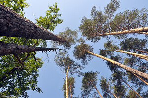 Вчені придумали спосіб використовувати дерева для пошуку тіл зниклих в лісі людей 