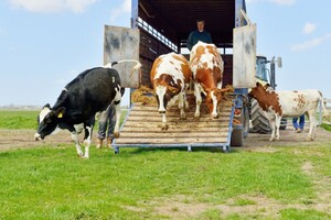 Россия запретила транзит рогатого скота и птицы из Украины