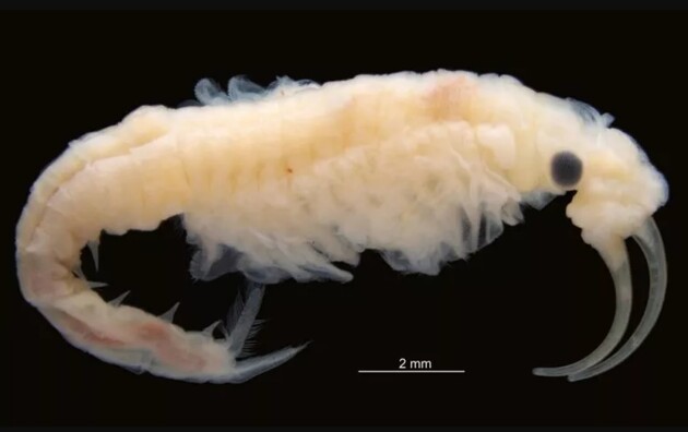 Новий вид ракоподібних знайшли в сезонному озері пустелі