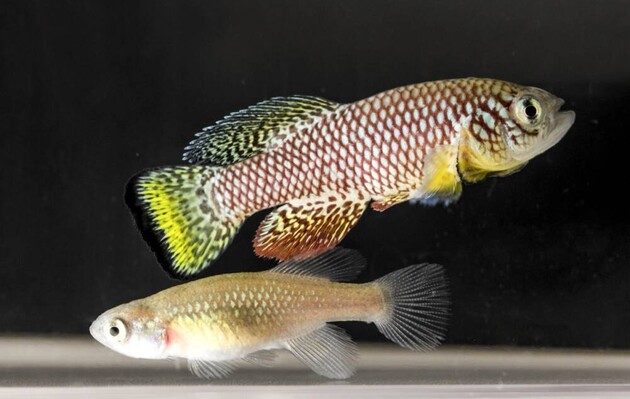 Вчені знайшли у риб ділянки ДНК, які відповідають за регенерацію