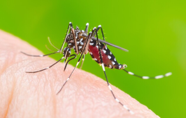 Фото: Mosquitonix