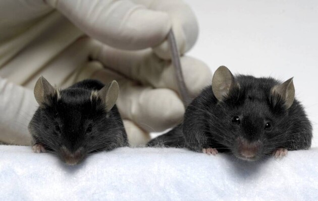 Модифіковані миші змогли зберегти м'язову масу в космічному польоті 