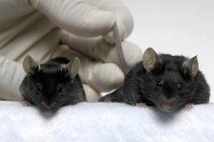 Модифіковані миші змогли зберегти м'язову масу в космічному польоті 