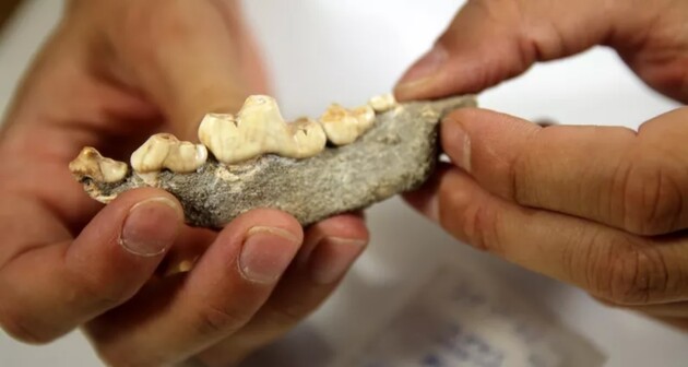 Вік останків оцінюється в 14-20 тисяч років