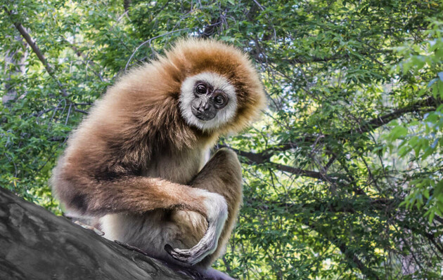 Вчені знайшли останки предка сучасних гібонів