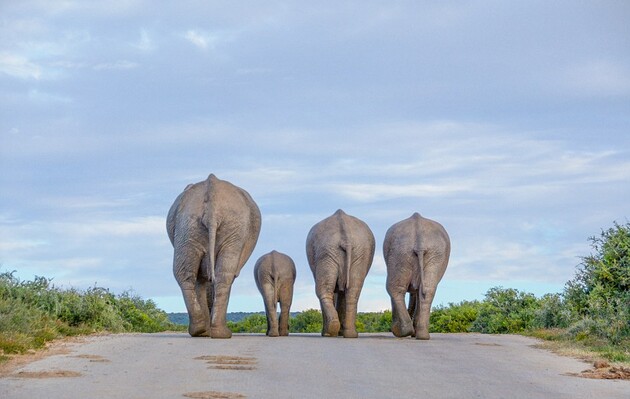 Менее чем за 50 лет популяции диких животных сократились на 68% 