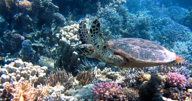 Загрязнение воды приводит к разрушению иммунной системы кораллов