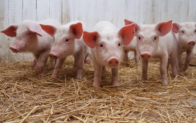 Україна обмежила імпорт свинини з Німеччини через спалах африканської чуми 