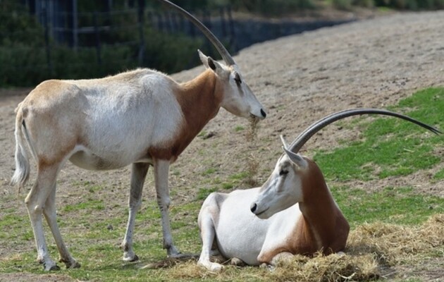 Антилопа шаблерога вижила завдяки розведенню в природі