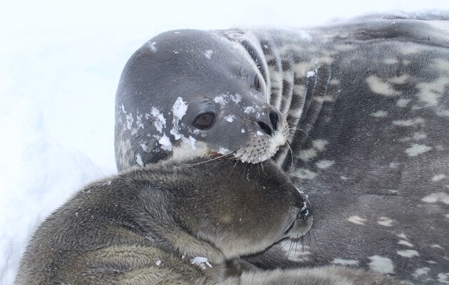 На антарктической станции «Академик Вернадский» родился тюлень