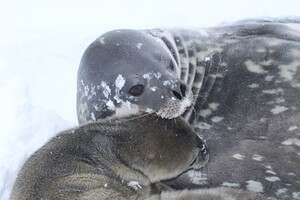 На антарктической станции «Академик Вернадский» родился тюлень