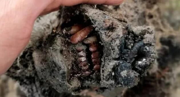 Завдяки вічній мерзлоті тварина відмінно збереглася