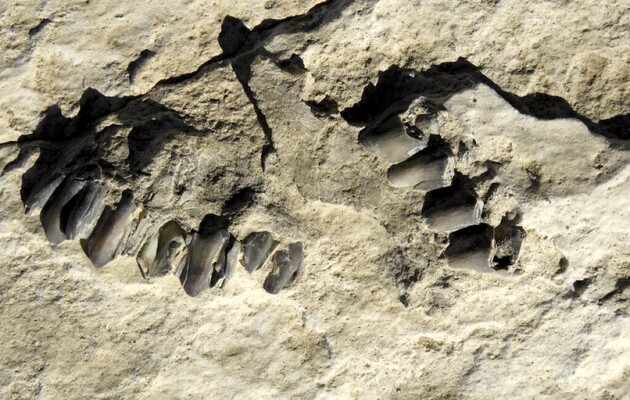 Вік слідів складає 120 тисяч років