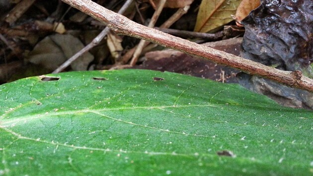 Шипи на листі дерева є голками