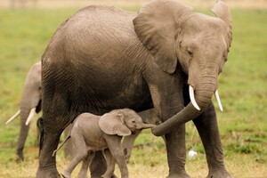 Названа причина массовой гибели слонов в Африке