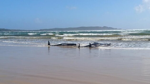 У берегов Тасмании погибли 90 китов