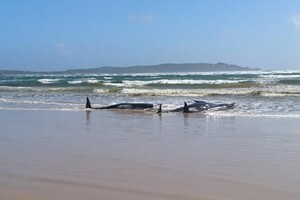 Біля берегів Тасманії загинули 90 китів 