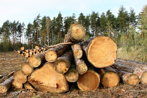 Арбітраж з ЄС щодо заборони експорту лісу-кругляка може коштувати Україні до 1 млн євро - Мінекономіки 